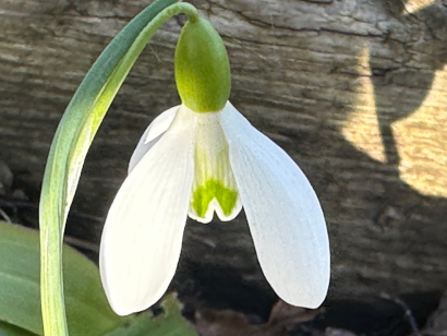 Galanthus 'Timpany Late'